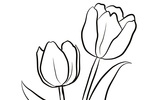 Tranh tô màu 2 cành hoa tulip