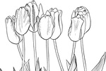 Tranh tô màu 7 bông hoa tulip