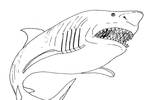 Tranh tô màu Con Cá Mập Trắng Đáng Sợ