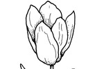 Tranh tô màu bông hoa tulip