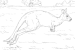 Tranh tô màu chuột túi kangaroo đang nhảy