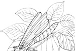 Tranh tô màu con chuồn chuồn trên lá