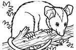 Tranh tô màu con chồn possum