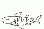 Tranh tô màu cá mập hổ