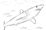 Tranh tô màu cá mập vây ngắn mako