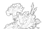 Tranh tô màu hoa cẩm chướng