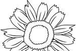 Tranh tô màu một bông hoa mặt trời