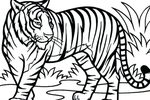 Tranh tô màu một con hổ