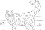 Tranh tô màu một con mèo maine coon