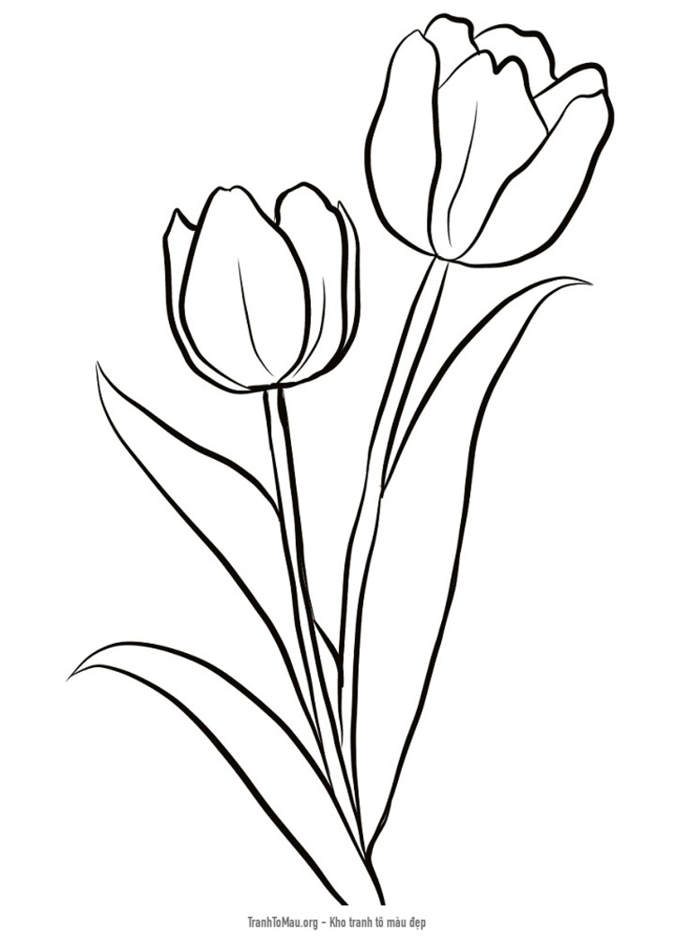 Tải tranh tô màu 2 cành hoa tulip