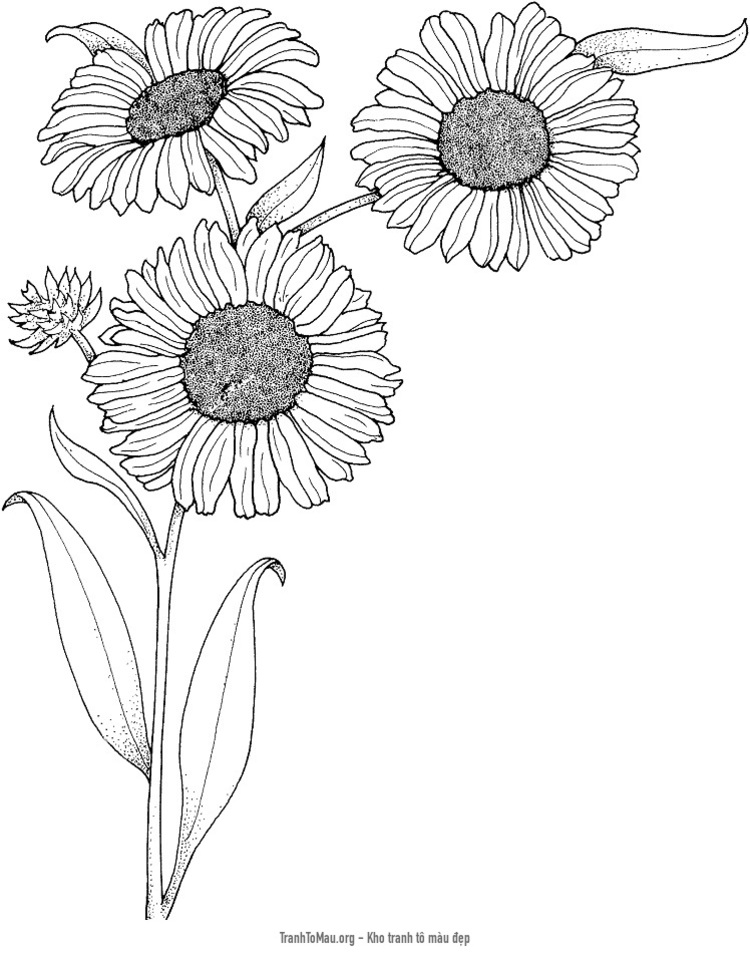Tải tranh tô màu 3 bông hoa hướng dương