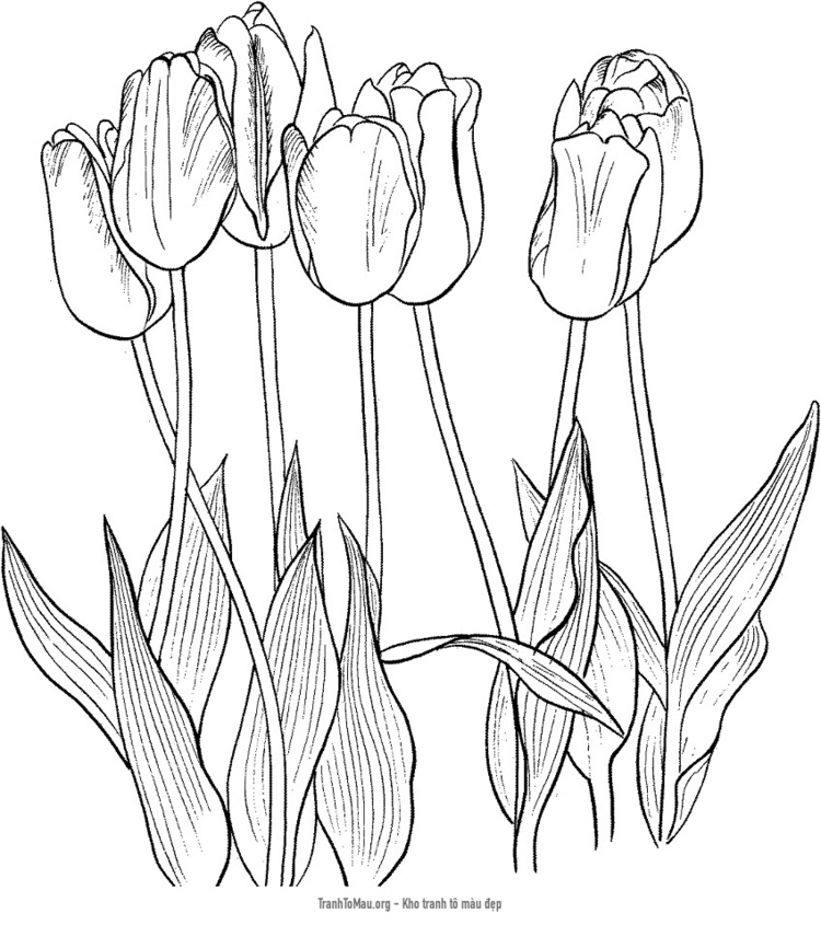 Tải tranh tô màu 7 bông hoa tulip