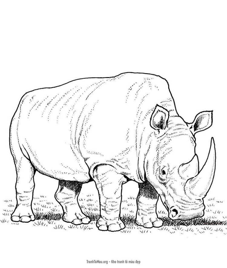 Vẽ con Tê giácHow to Draw a Rhinoceros  YouTube