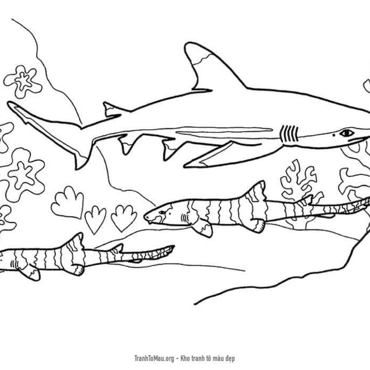 Tải tranh tô màu Con Cá Mập Dưới Biển