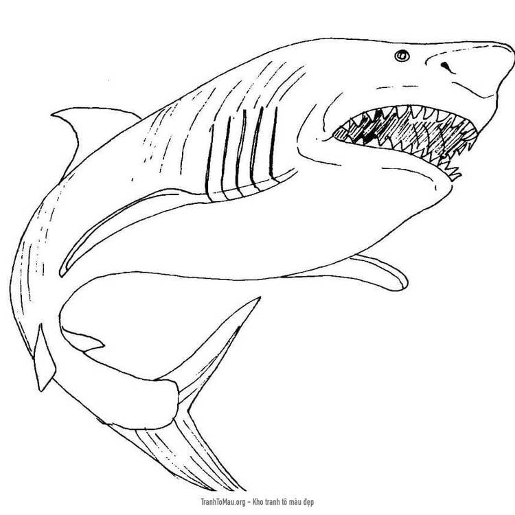 Tải tranh tô màu Con Cá Mập Trắng Đáng Sợ