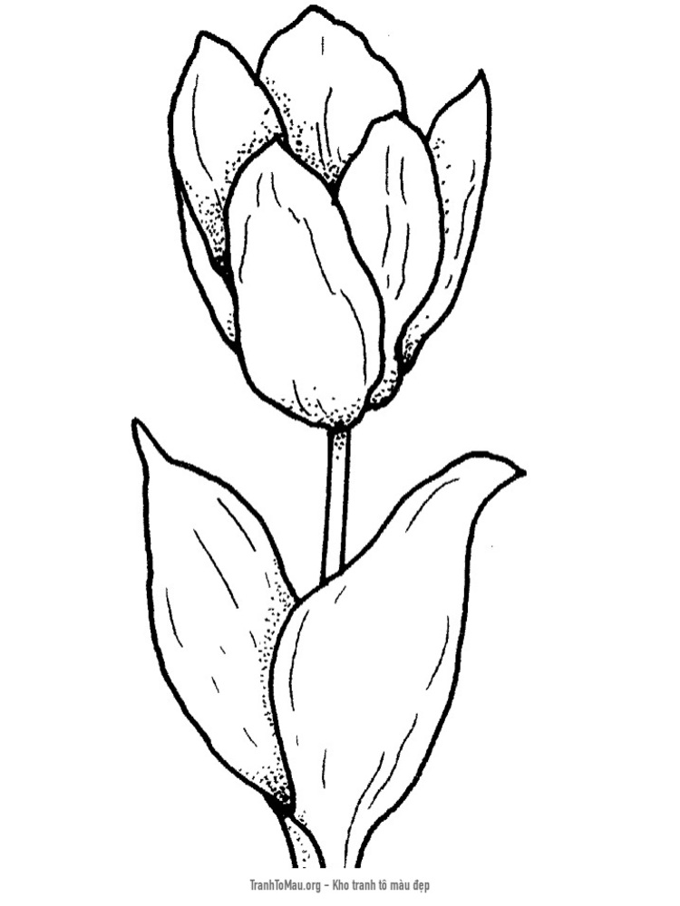 Tải tranh tô màu bông hoa tulip
