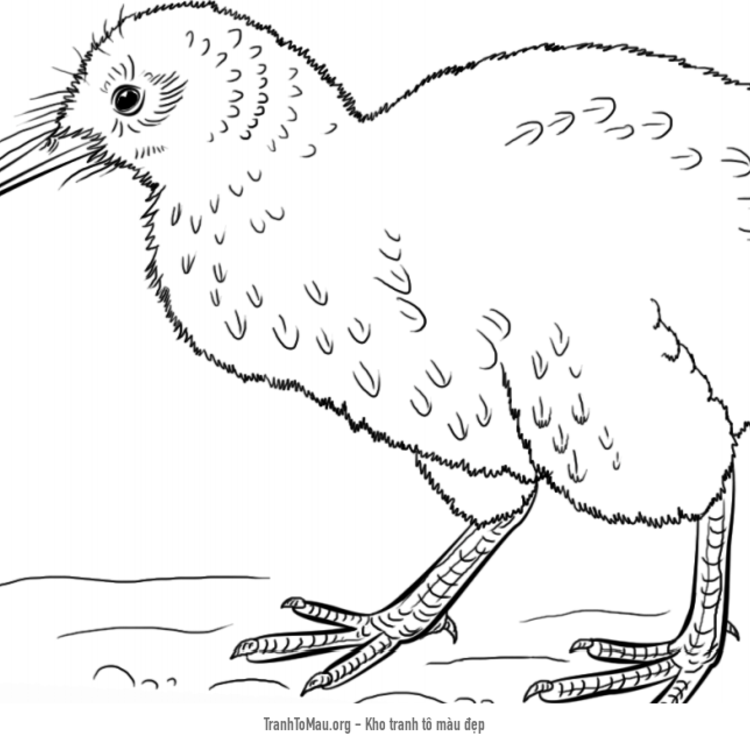 Tải tranh tô màu chim kiwi