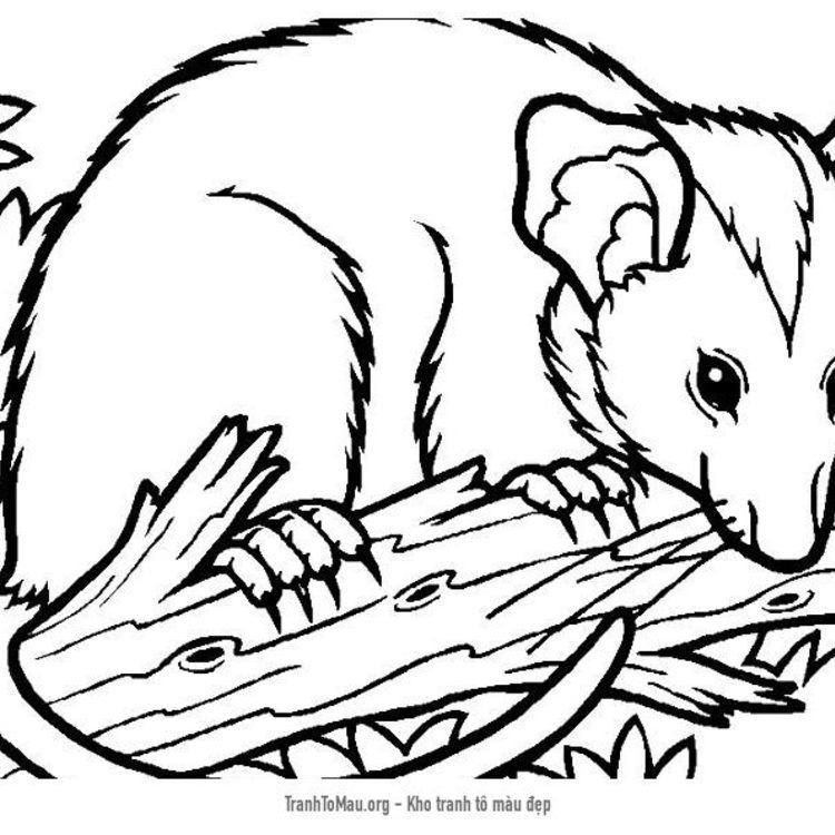 Tải tranh tô màu con chồn possum