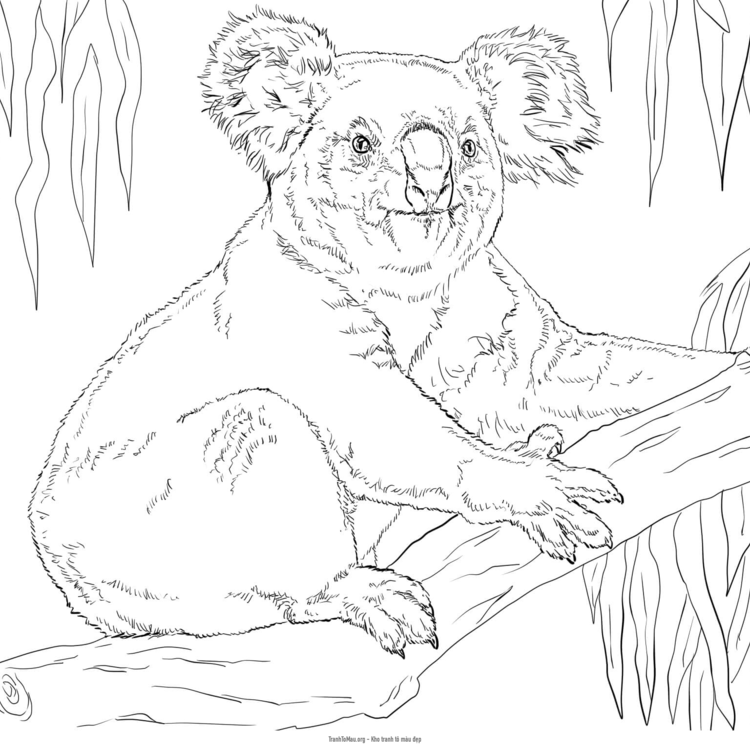 Tải tranh tô màu con gấu túi ngồi trên cành cây