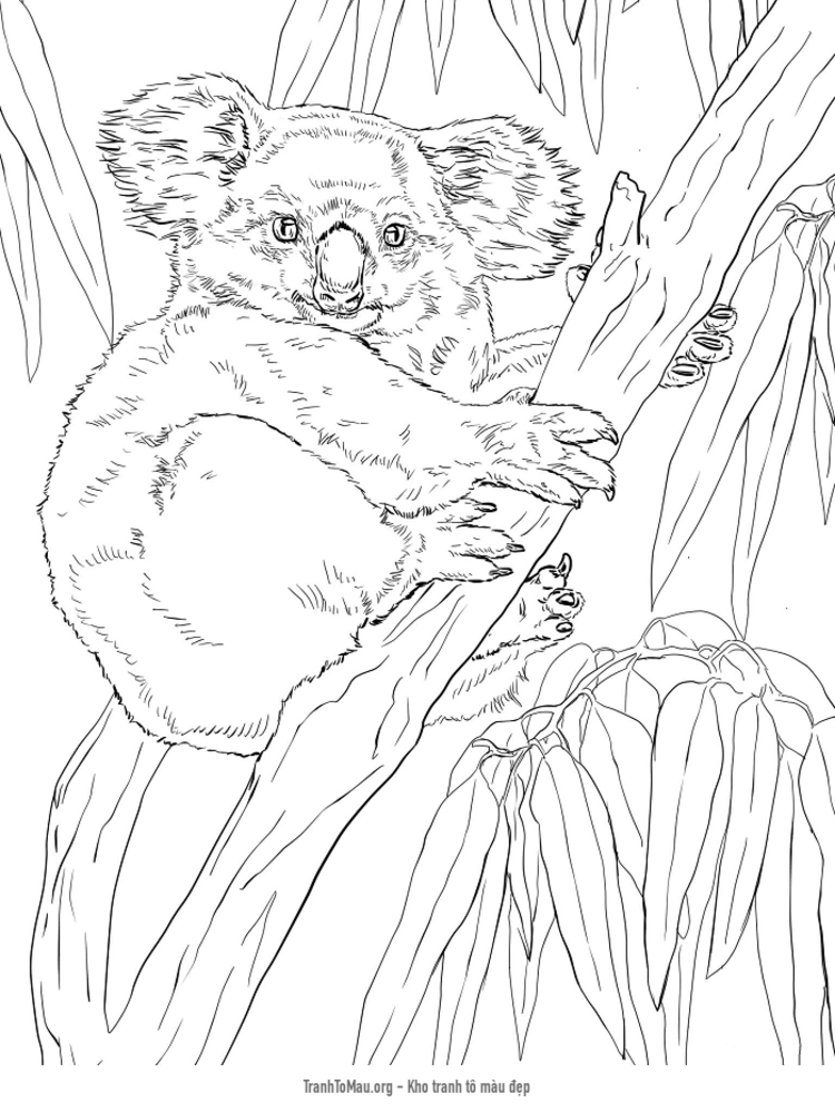 Tải tranh tô màu con gấu túi đang trèo cây