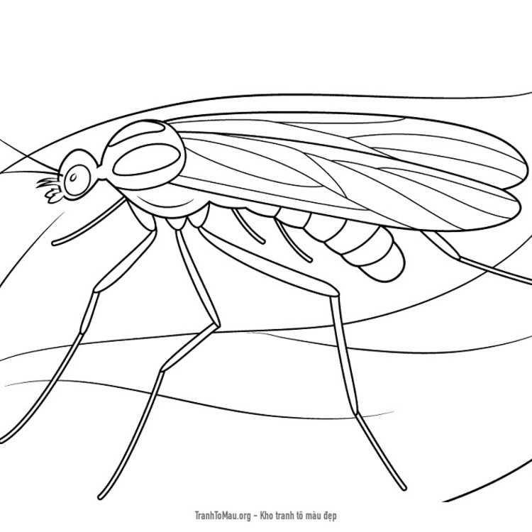 Vòng đời của muỗi vằn và cách phòng tránh muỗi vằn HIỆU QUẢ