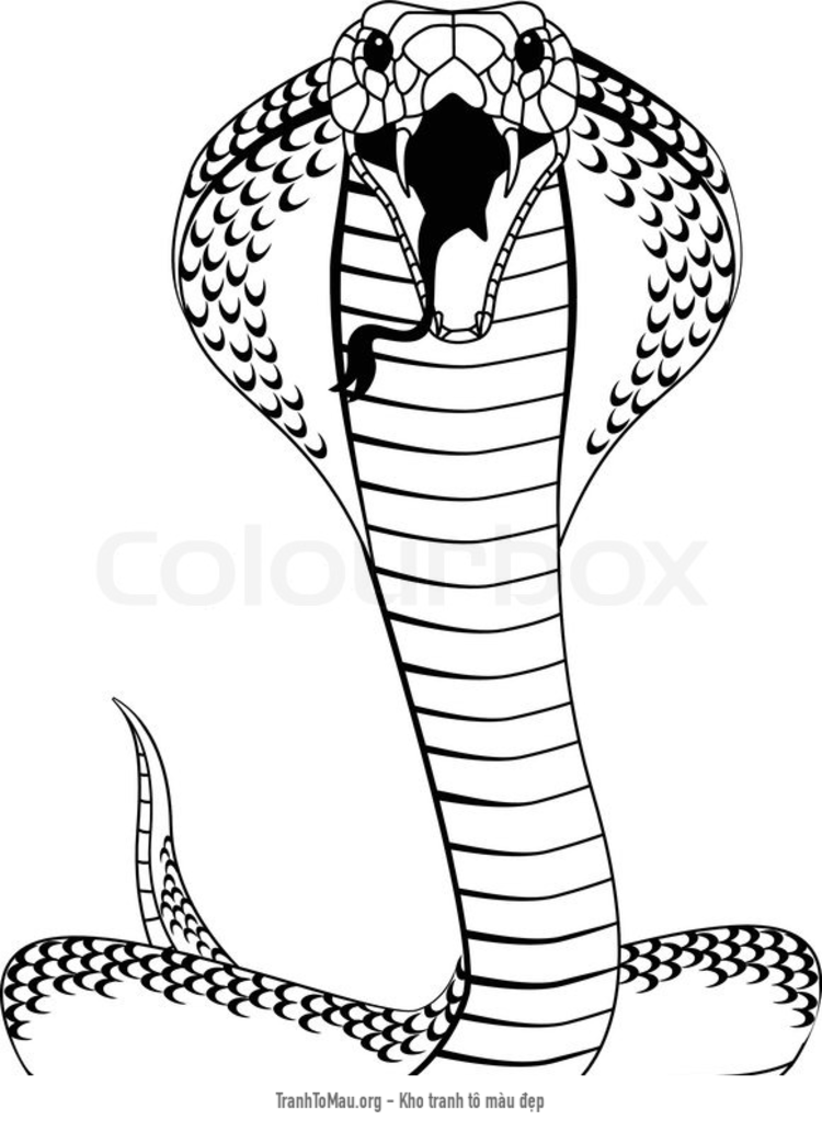 Tải tranh tô màu con rắn hổ mang chúa