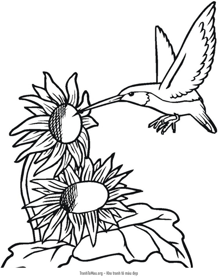 Tải tranh tô màu hoa hướng dương và chim
