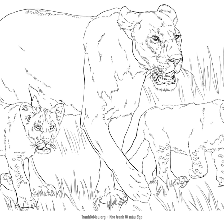 Tải tranh tô màu sư tử mẹ với 2 đứa con