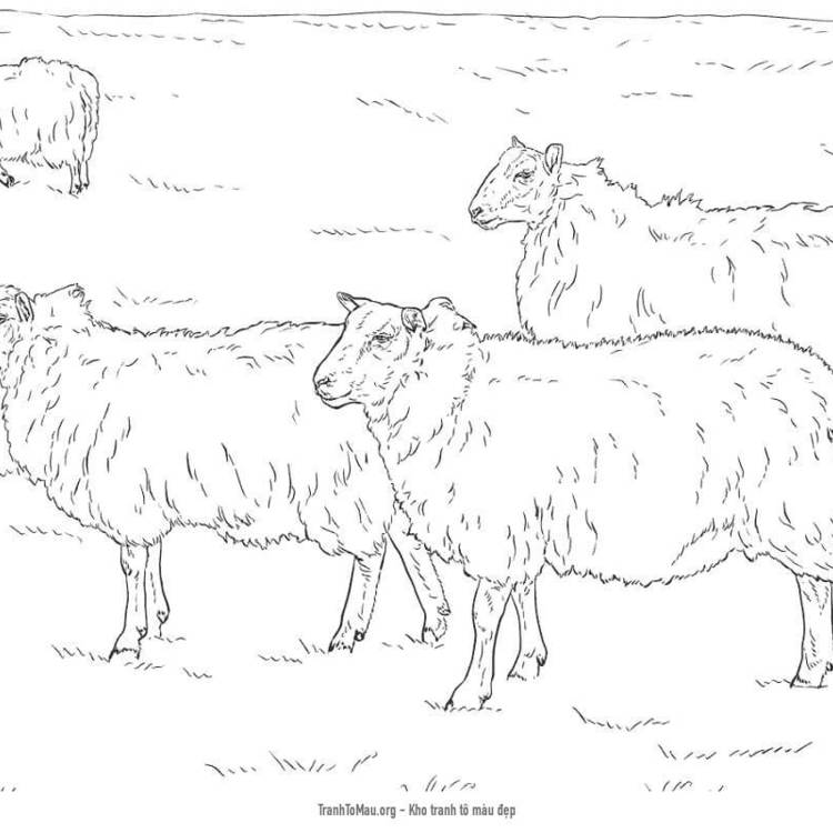 Tải tranh tô màu Đàn Cừu Trên Đồng