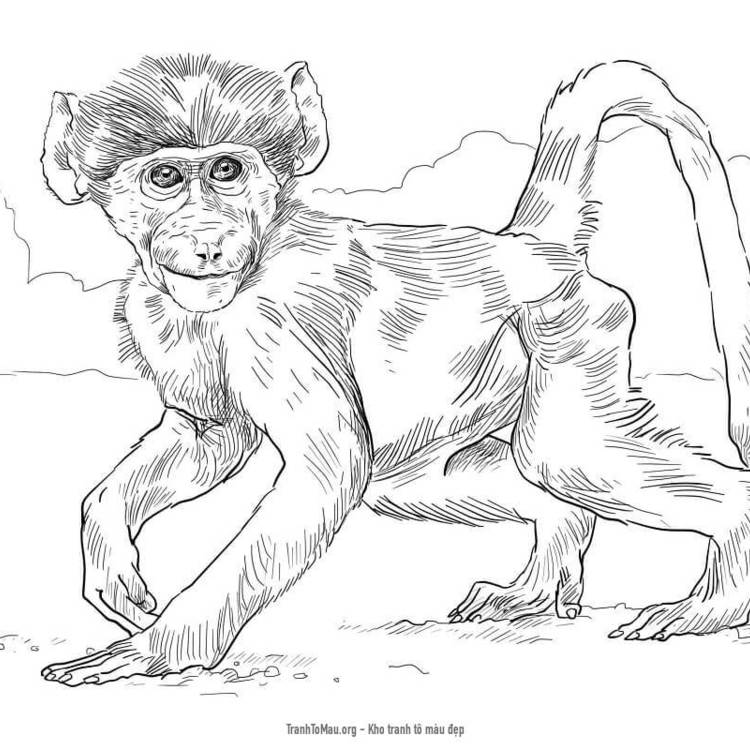 Tải tranh tô màu Khỉ Đầu Chó Chacma