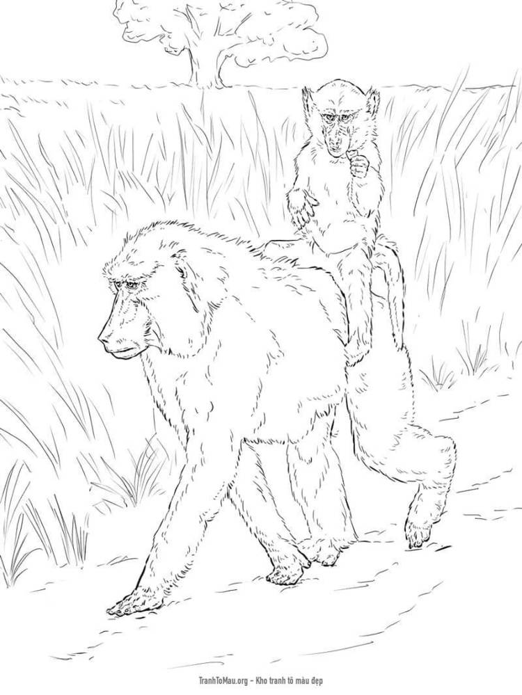 Tải tranh tô màu Khỉ Đầu Chó Mẹ và Con